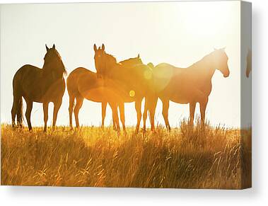 Horse Team Canvas Prints