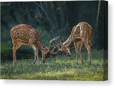 Animal Skill Photos Canvas Prints