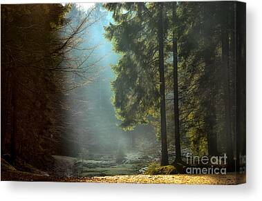 STUNNING WOODLAND PATH SUN RAYS TREE CANVAS PICTURE WALL ART LARGE 20x30" 997 