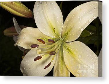 Designs Similar to Lilies Macro by Victorkomissar