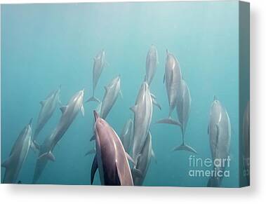 Indian Ocean Bottlenose Dolphin Canvas Prints