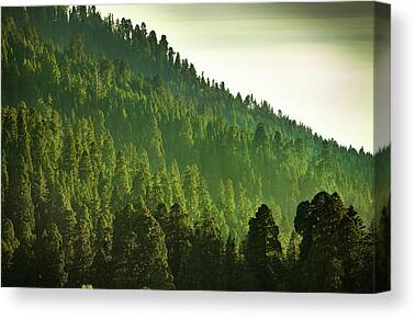 Stanislaus National Forest Canvas Prints