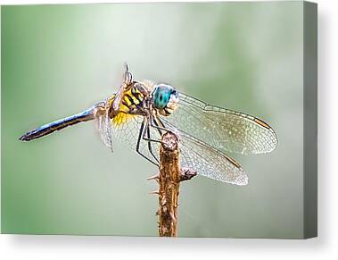 Blue Dasher Dragonfly Canvas Prints