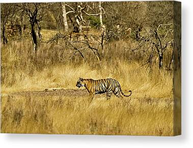 Male Indian Tiger in Ranthambore India Framed Canvas Leather -  Israel
