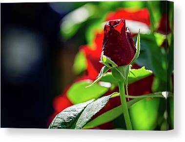 canvas picture print red rose flower on the board 32 cm x 32 cm new 