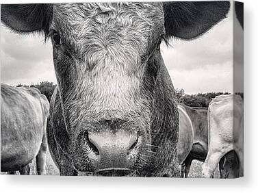 Cattle Canvas Prints