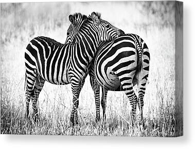 Mother And Baby Animals Canvas Prints