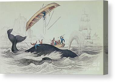 Sea Hunt Canvas Prints