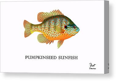 Pumpkinseed Sunfish Canvas Prints