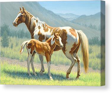 Paint Foal Canvas Prints