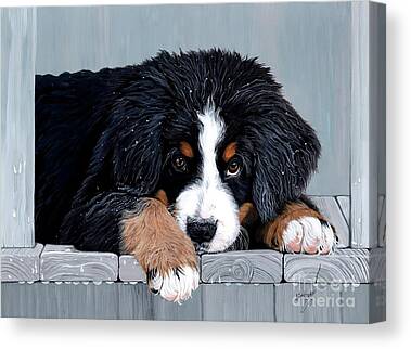 Bernese Mountain Dogs Canvas Prints