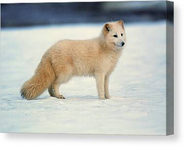 STUNNING ARCTIC SNOW FOX ANIMAL CANVAS PICTURE PRINT WALL ART #5003 