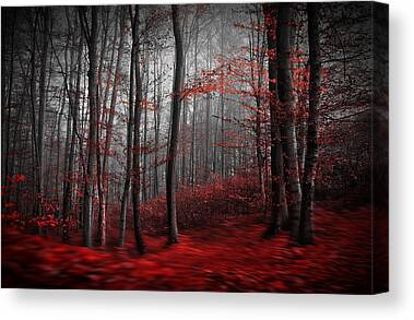 Stunning Photography - 1X Autumn Woods Canvas Prints