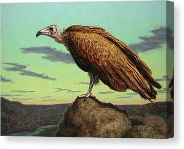 Vulture Canvas Prints