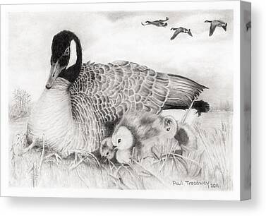 A Mother Canadian Goose With Goslings In Water's Edge Setting Canvas Prints