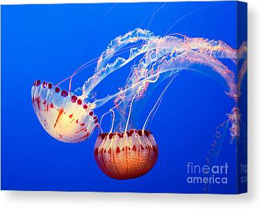 Jelly Fish Canvas Prints