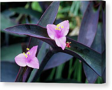 Wandering Jew Plant Canvas Prints