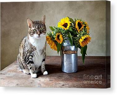 Whiskers Canvas Prints