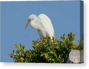 Great White Egret 16X20 Matted Print – 318 Art Co.