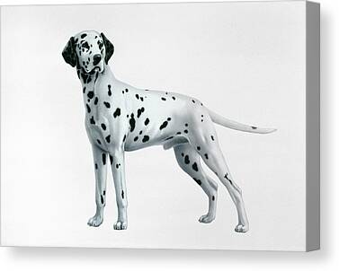 A033 Dalmatian Puppy Dogs Black Funky Animal Canvas Wall Art Large Picture Print