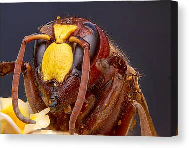 Compound Eyes Canvas Prints