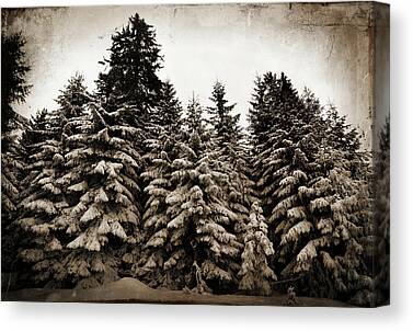 Old Growth Canvas Prints