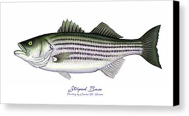 Designs Similar to Striped Bass by Charles Harden