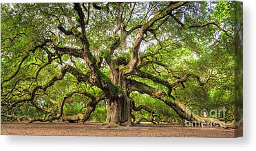 Old Oak Tree Canvas Prints