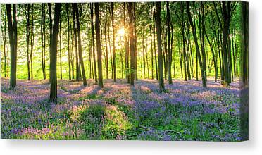 Beautiful Stunning Bluebells Forest Sunlight Canvas Wall Art Picture Print 60x30 