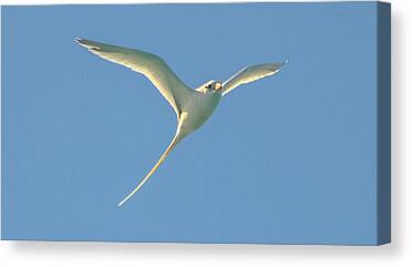 Bird Canvas Prints
