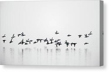 Shop for Nature Canvas Prints