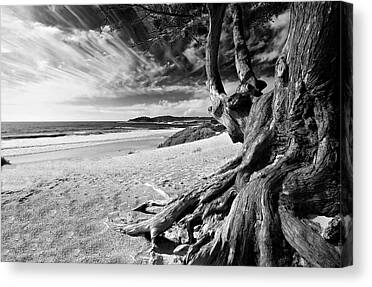 Carmel Beach Tree Roots Sandy Monterey Peninsula California Coastline Canvas Prints