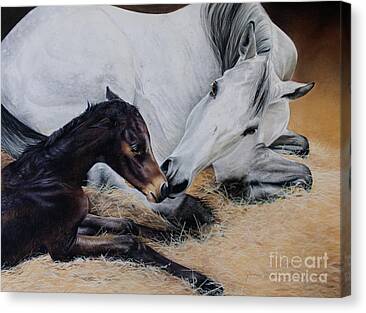 Newborn Horse Canvas Prints