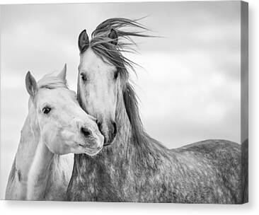 Grey Horses Canvas Prints