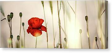 Red Poppies Canvas Prints