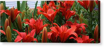 Asiatic Lily Canvas Prints