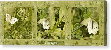 Cabbage White Butterfly Canvas Prints