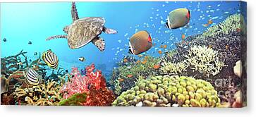 Sea Animals Canvas Prints