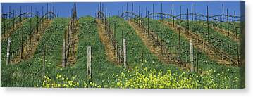 Napa Valley And Vineyards Canvas Prints