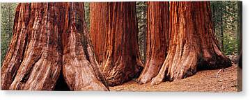 Sequoia Canvas Prints