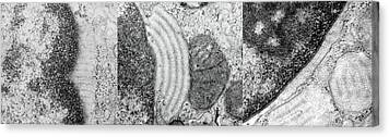 Organelle Canvas Prints