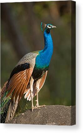 Peafowl Canvas Prints