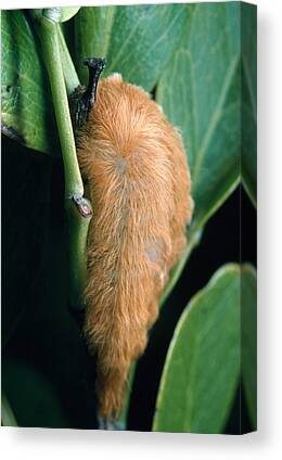 Southern Flannel Moth Canvas Prints