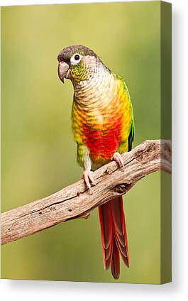 Shop for Parrot Canvas Prints