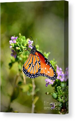 Sonoran Desert Butterfly Species Canvas Prints