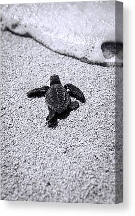 Baby Sea Turtles Canvas Prints