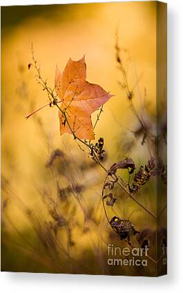 Luonto Canvas Prints