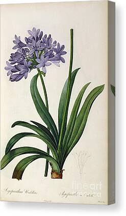 Botanical Paintings Canvas Prints