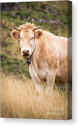 Rambunctious Swiss Cows With Cow Bells Art Print by Guy Midkiff - Pixels