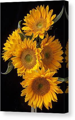 Autumn Harvest Sunflower Canvas Prints